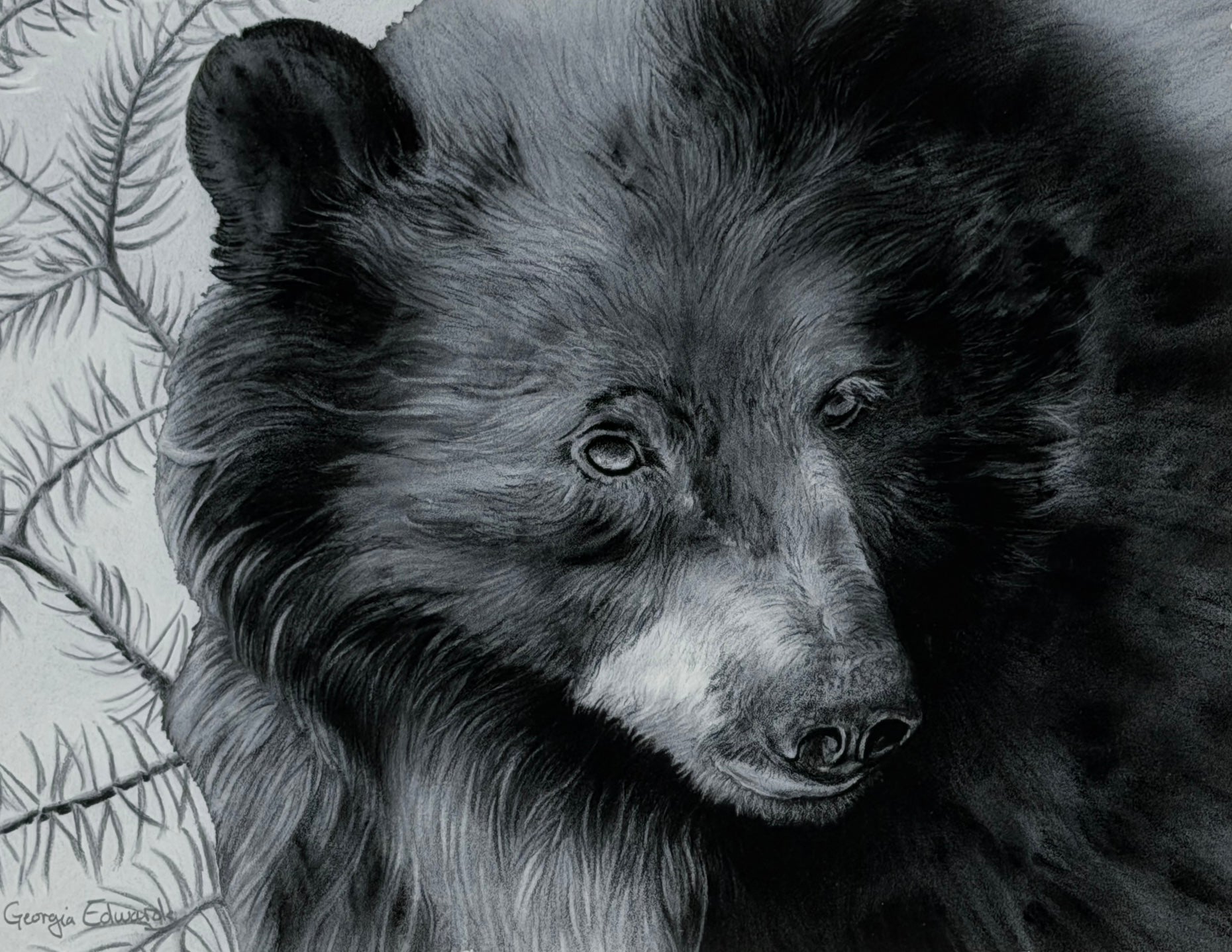 Black and white drawing of a bear with a natural background, fine art print by artist Georgia Edwards, Vancouver Island