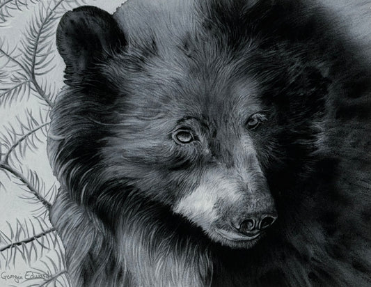 Black and white drawing of a bear with a natural background, fine art print by artist Georgia Edwards, Vancouver Island