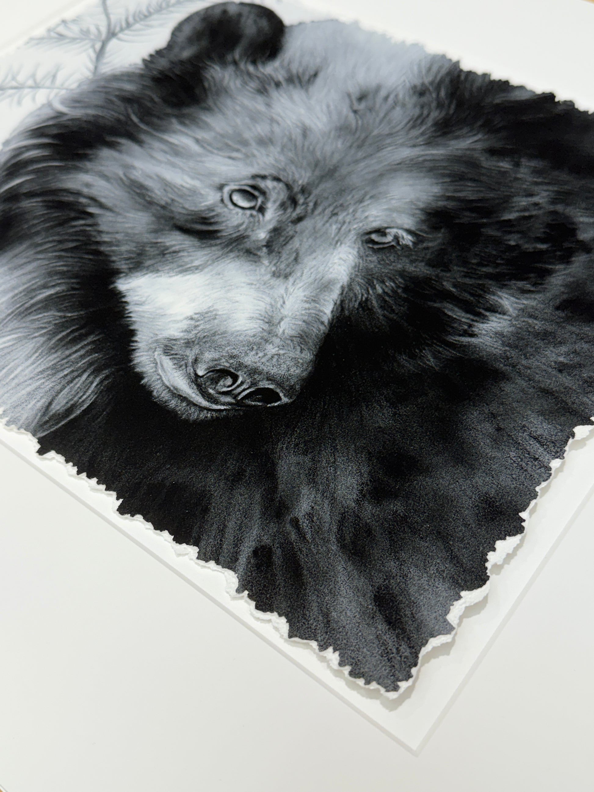 Black and white drawing of a bear's face with a textured background, organic, hand torn edges, archival art print