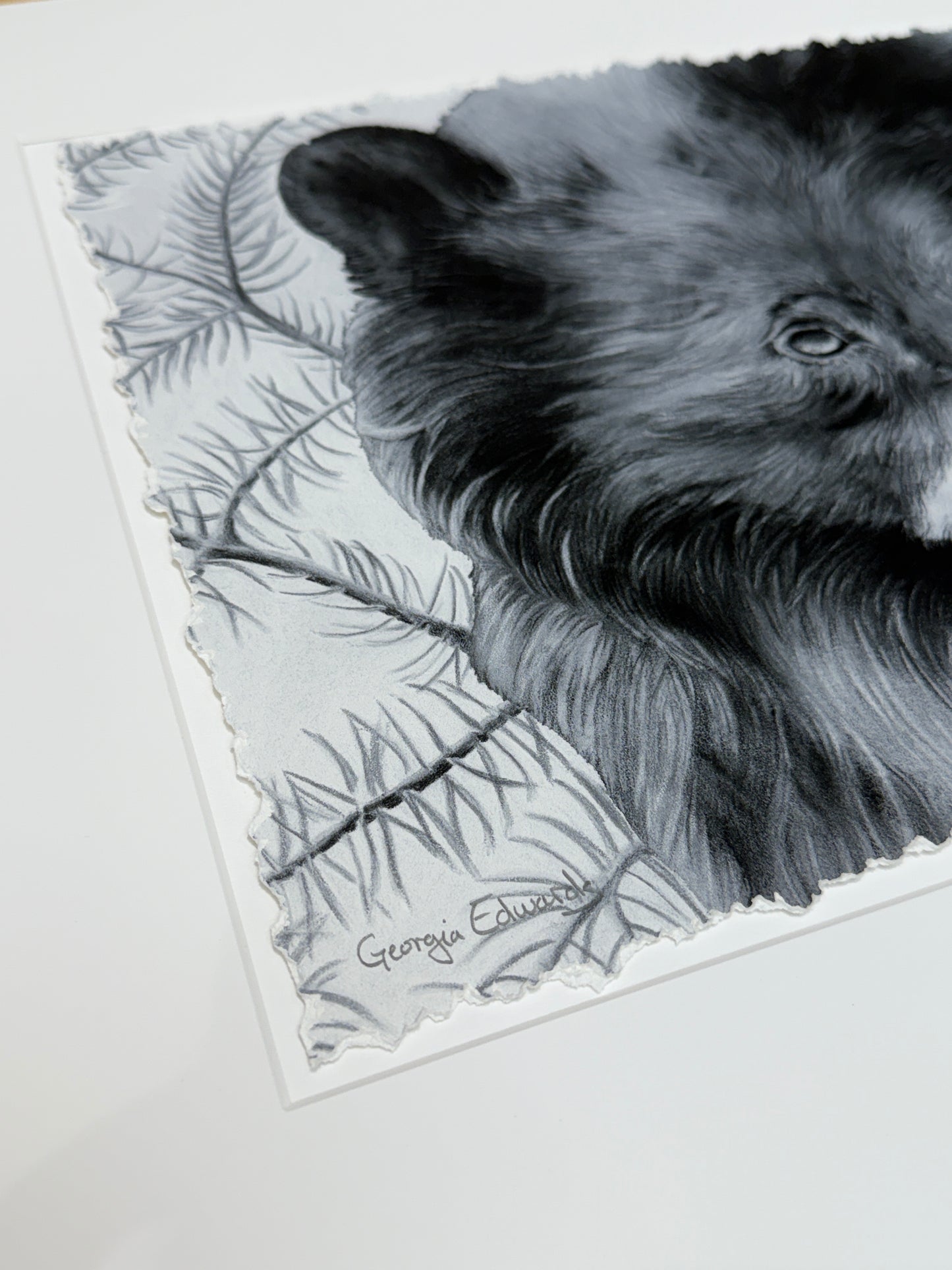Black and white drawing of a bear on a textured paper background, hand torn edges, archival print