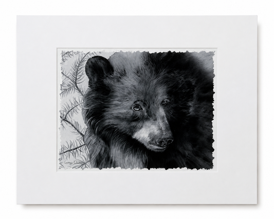 Black and white bear artwork by Georgia Edwards displayed in a white mat with deckled paper edges. Archival wildlife print featuring a detailed black bear portrait surrounded by forest branches.